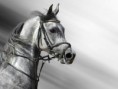 /album/galerie-photos/cheval-arabe-gris-jpg/